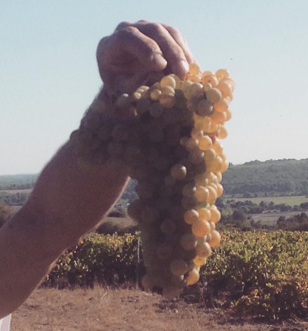 Une main tient une grappe de chenin doré au-dessus des vignes