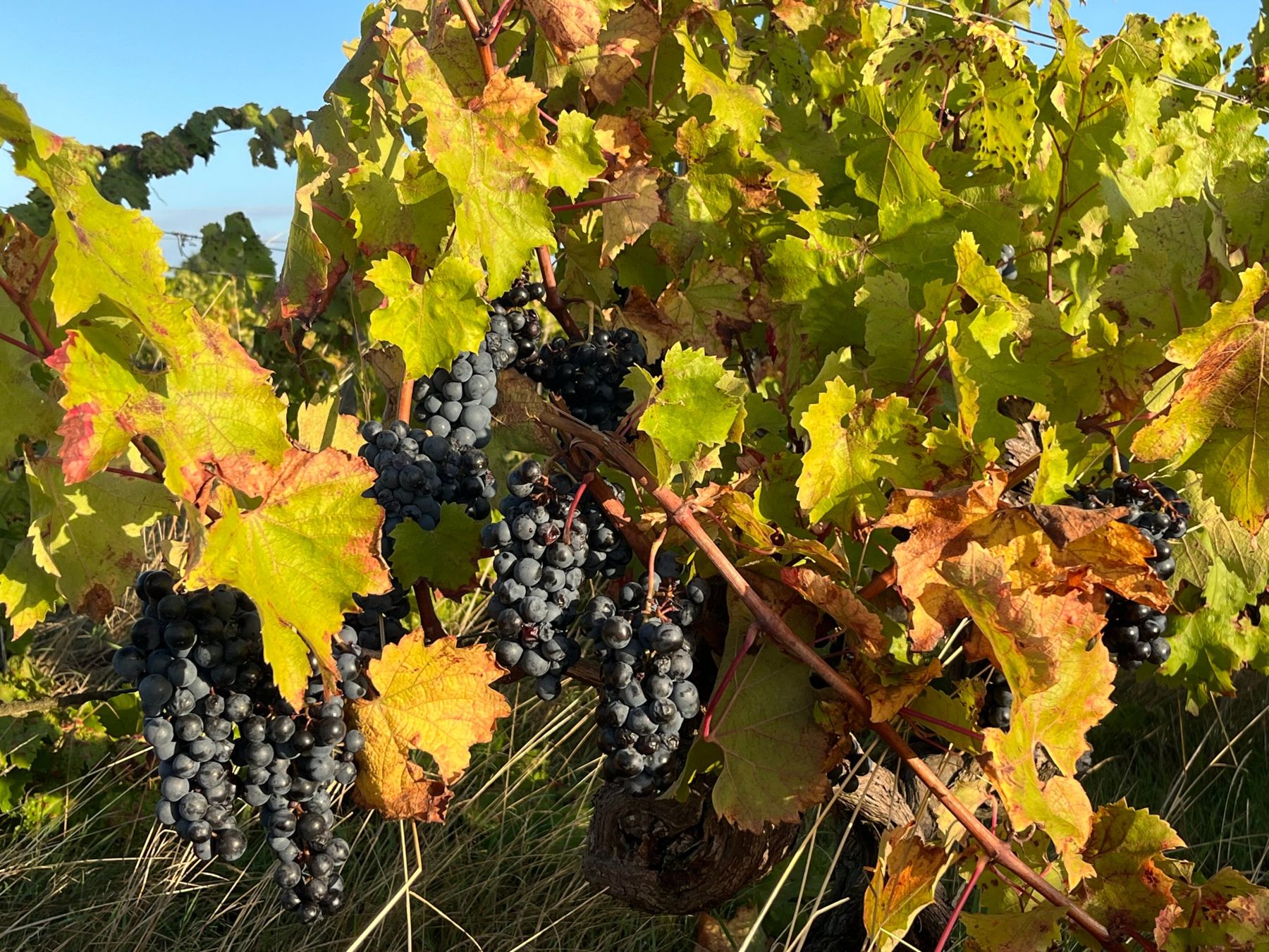 Grappes de raisins noirs mûrs sous les feuilles d'automne d'un vieux cep