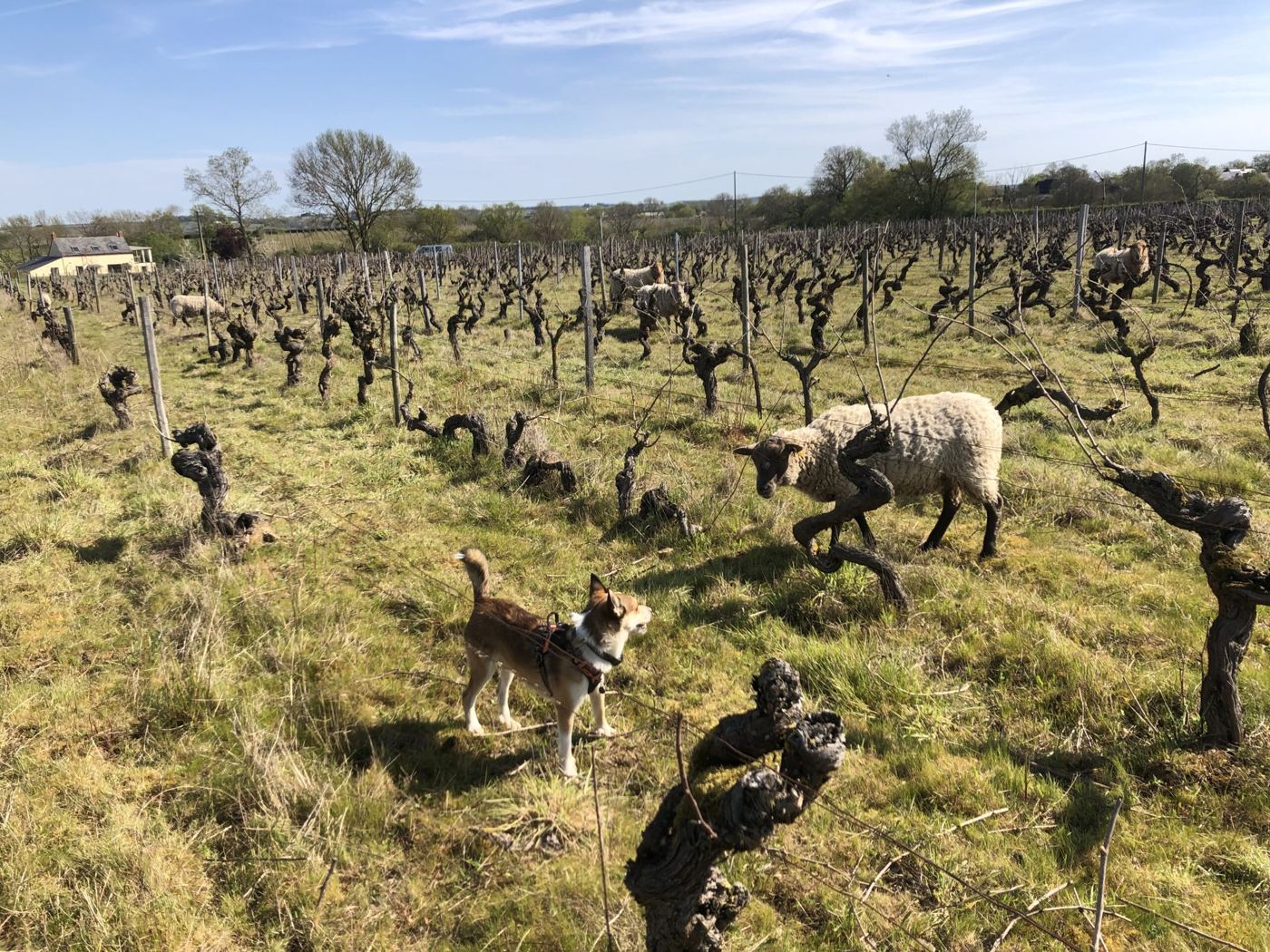 Moutons et chien dans les vignes taillées au printemps