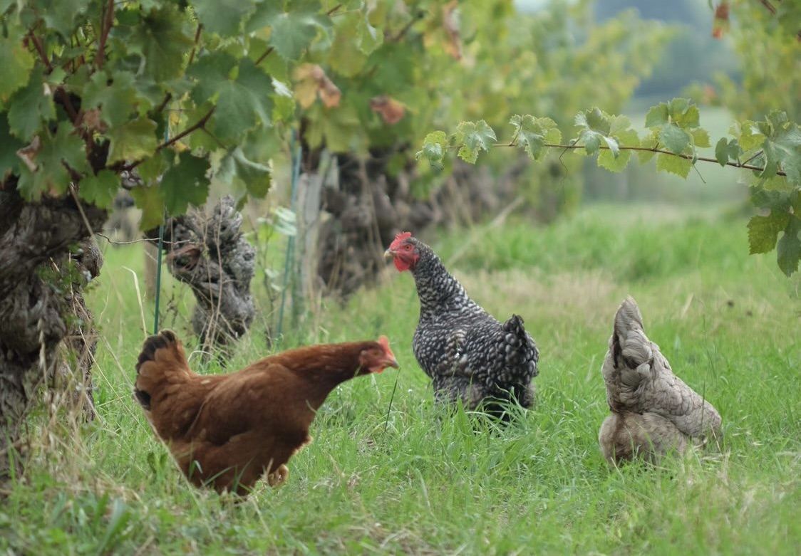 Trois poules sous les vignes dans l'herbe haute