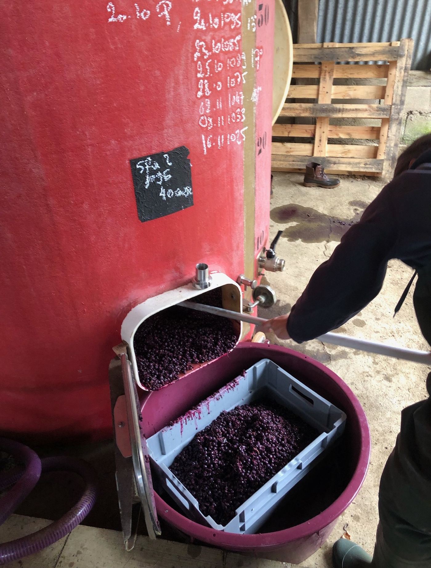Caisses de raisins noirs au chai, au pied d'une cuve rouge