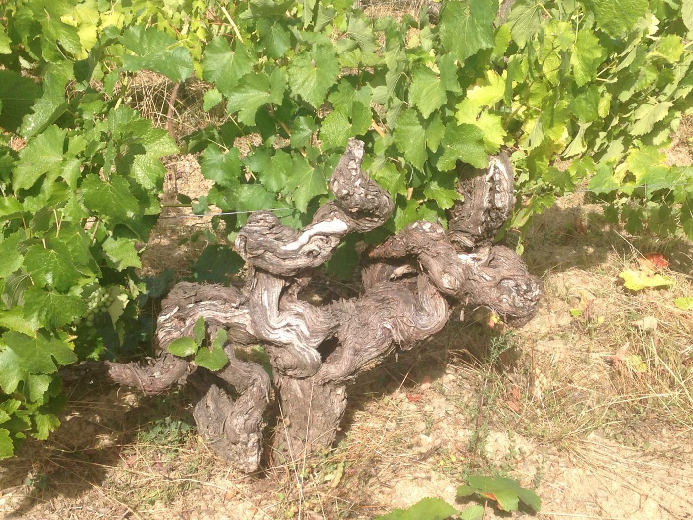 Un cep de vigne très ancien et noueux