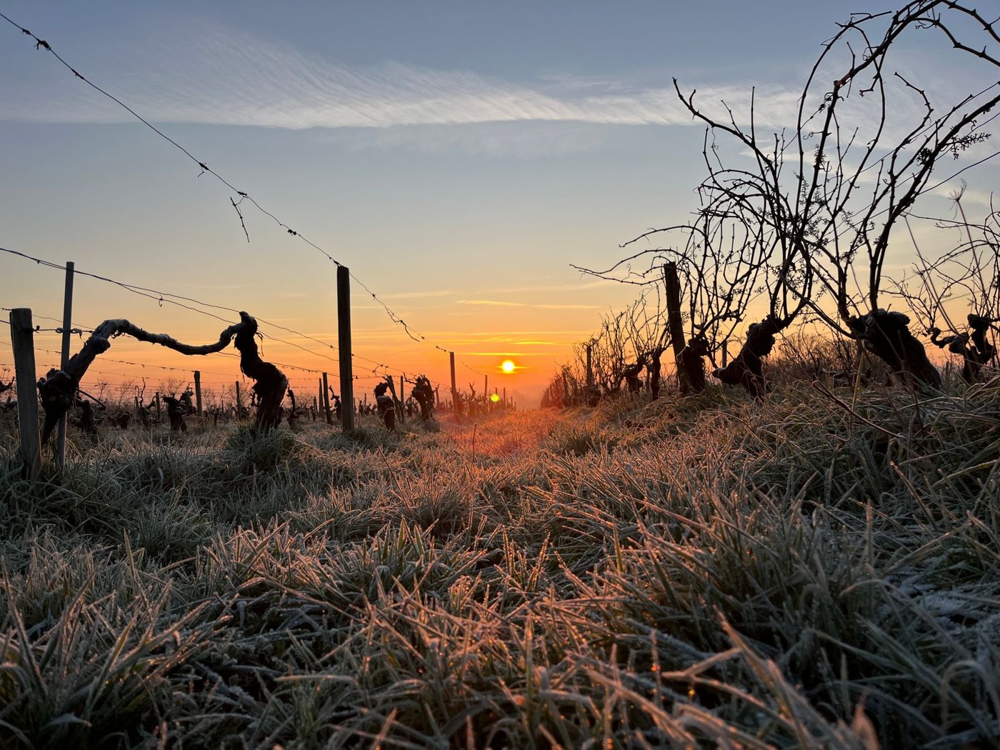 Lever de soleil sur un rang de vieilles vignes, l'herbe couverte de givre